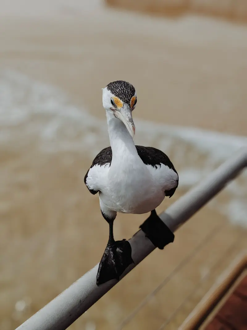 A pied cormorant perched on a railing at Moreton Island