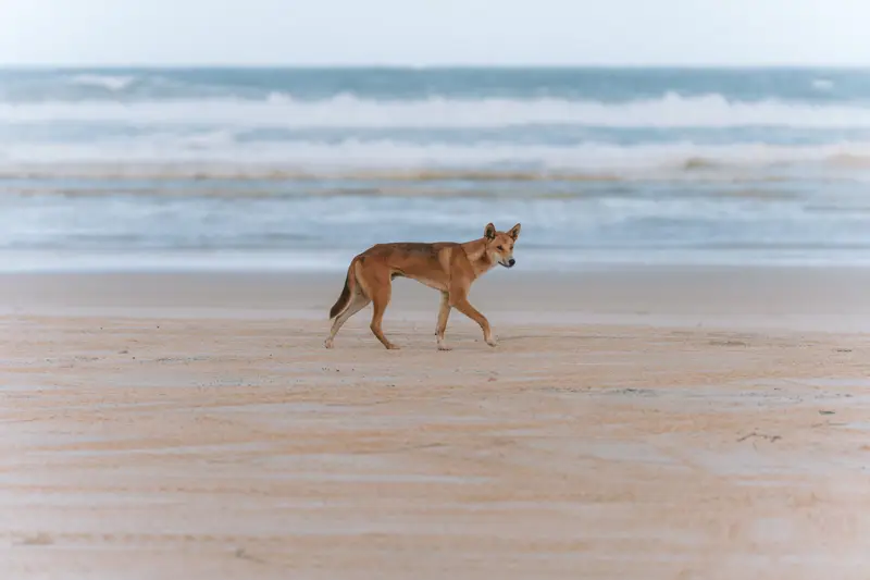 A dingo walking along the sandy shore of K'gari