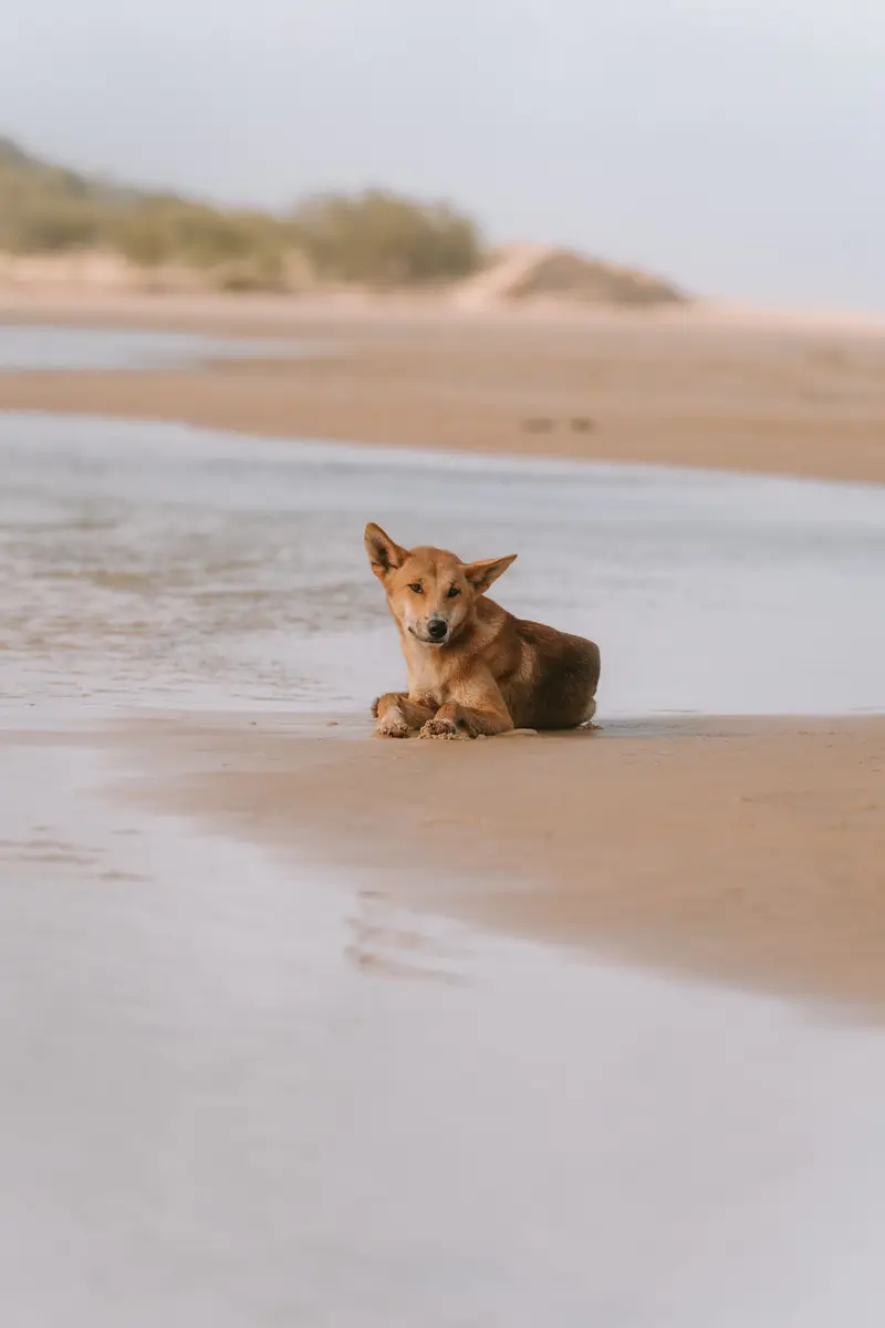A dingo lying on the sand of K'gari beach