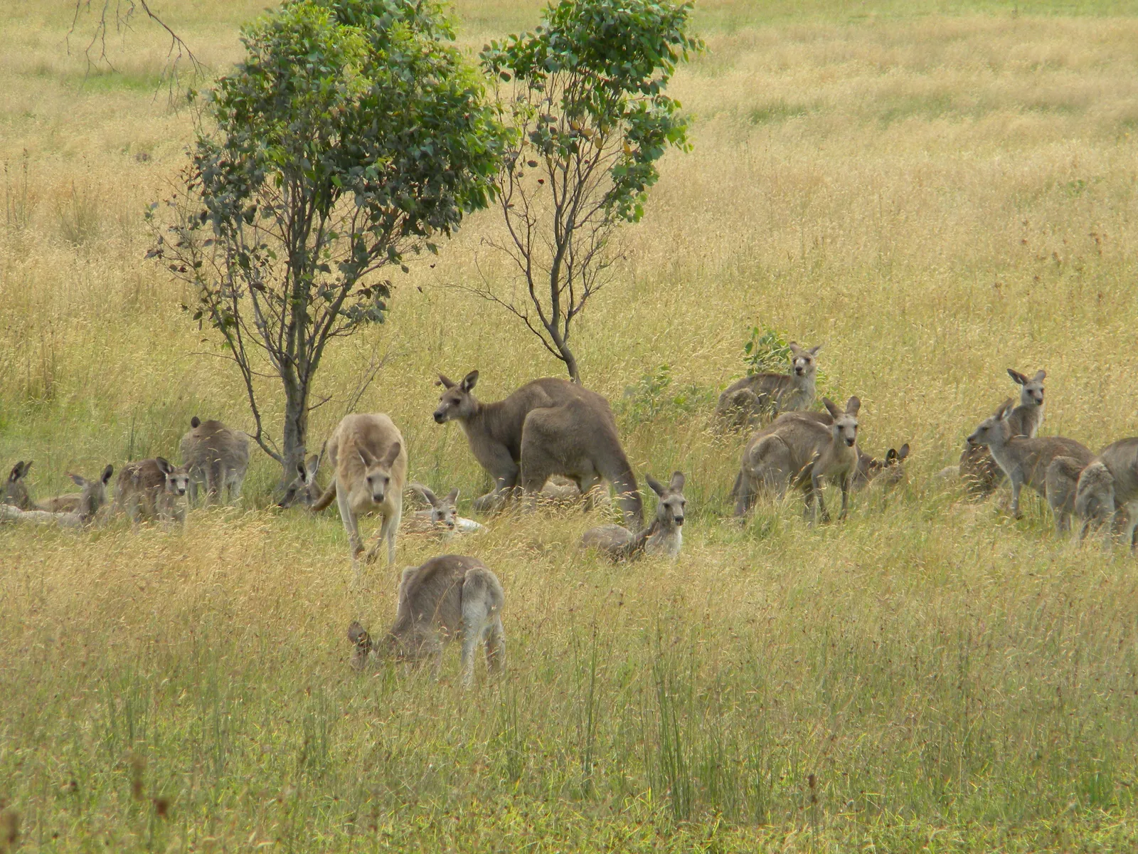 Eastern grey kangaroos at Geehi in Kosciuszko National Park