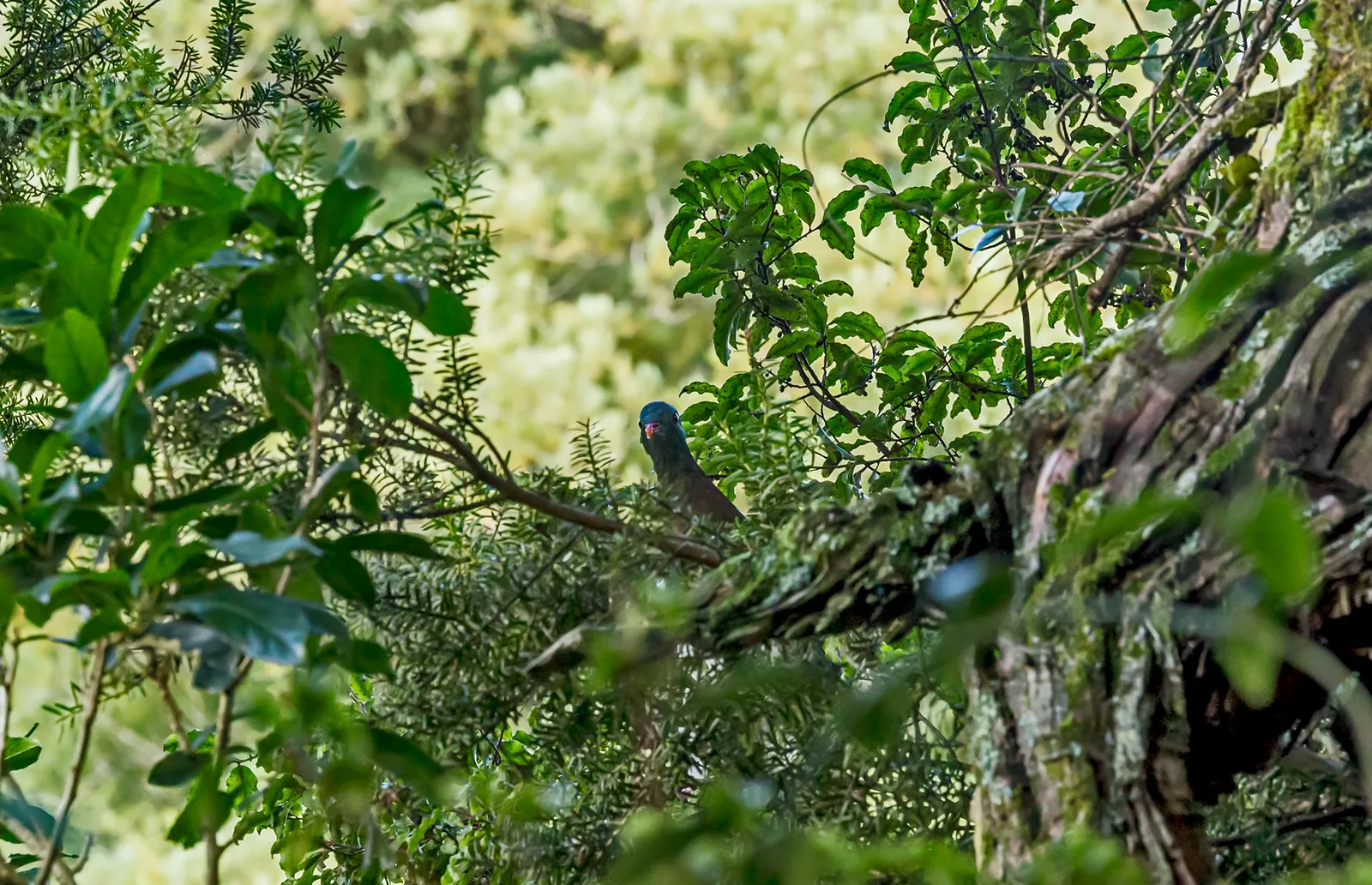 A kererū (New Zealand pigeon) at Peel Forest