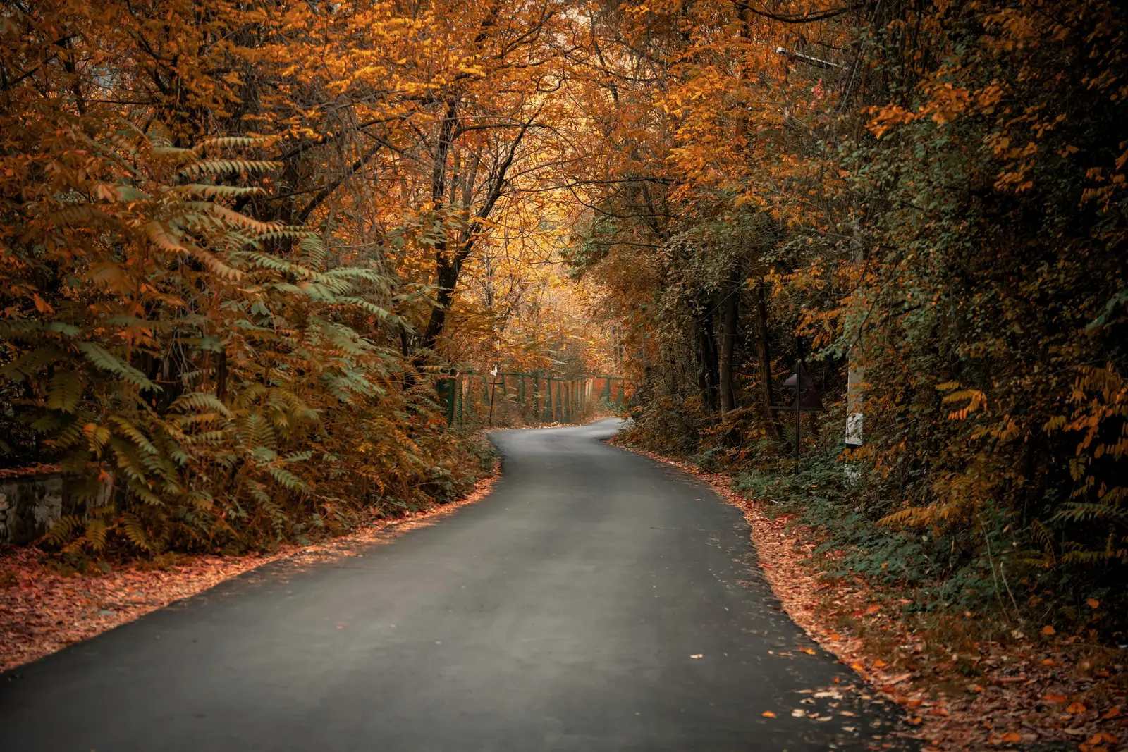A road lined with autumn trees