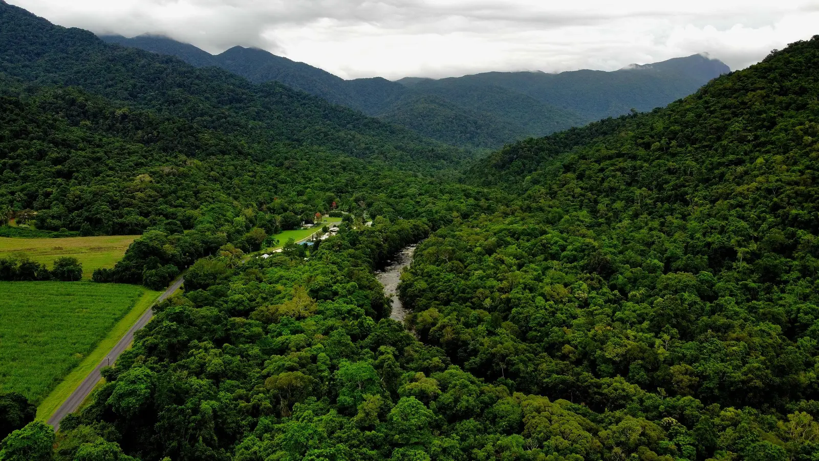 Tropical forest in far north Queensland