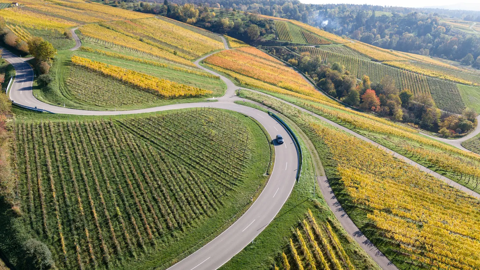 A road through vineyards