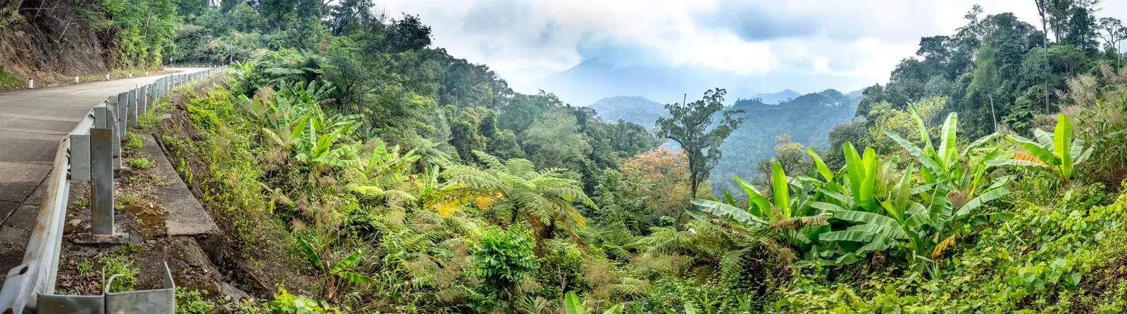 A road through rainforest