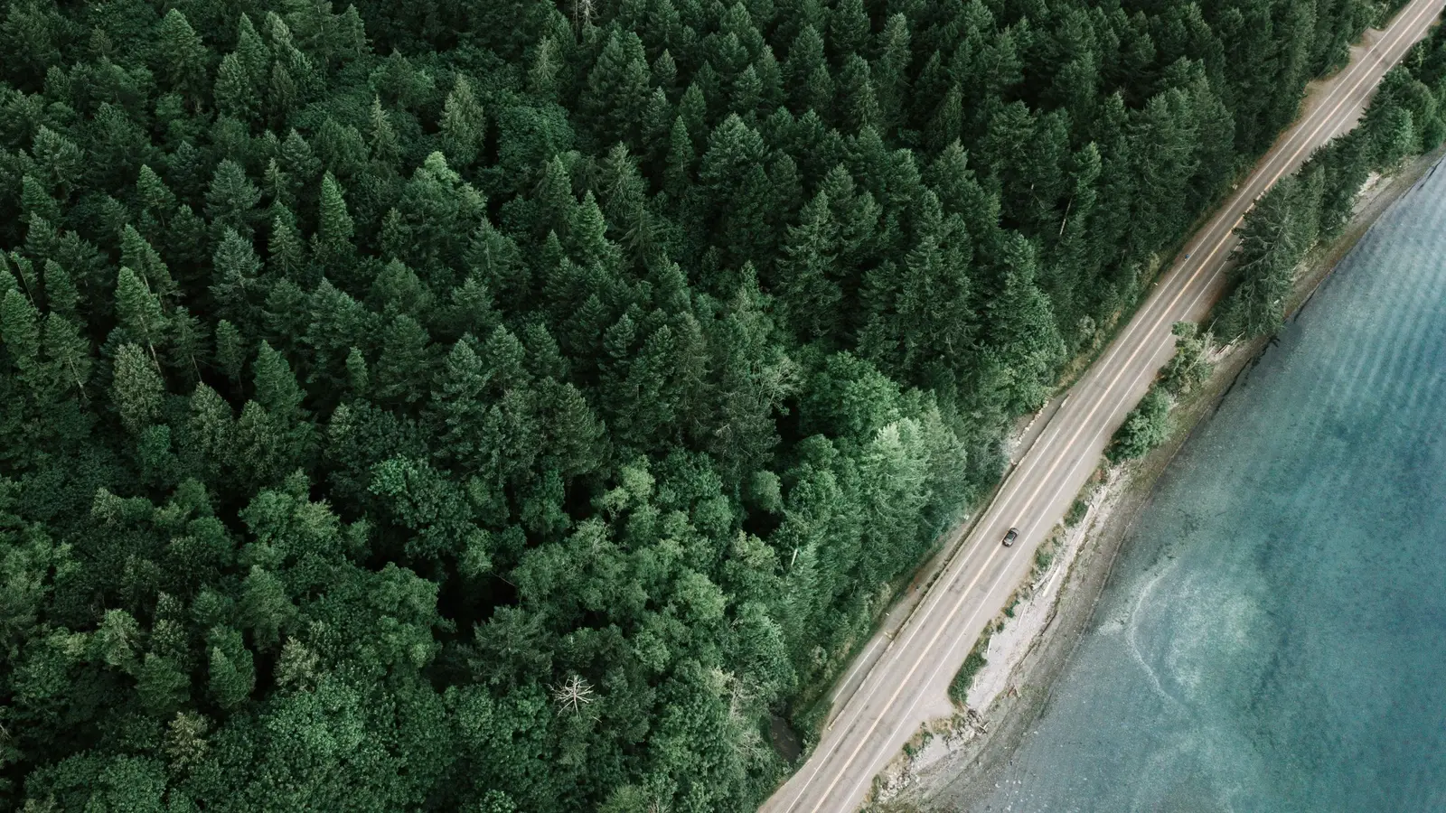 A road through forest
