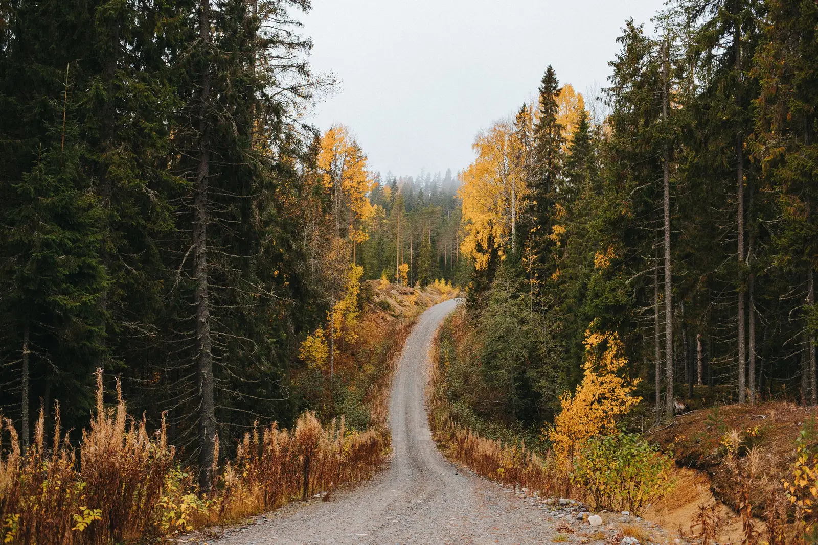 A road through forest
